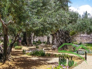 Великолепный Гефсиманский сад